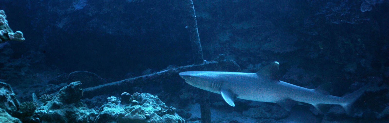 NZ Diving