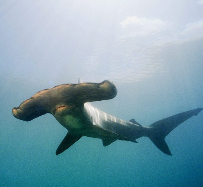 Hammerhead Experience